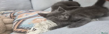 Russian Blue 2