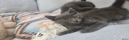 Russian Blue cats for sale: Kittens for sale  - Advert 6