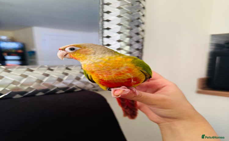 Conures birds - Advert 14