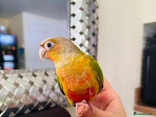 Conures birds - Advert 7