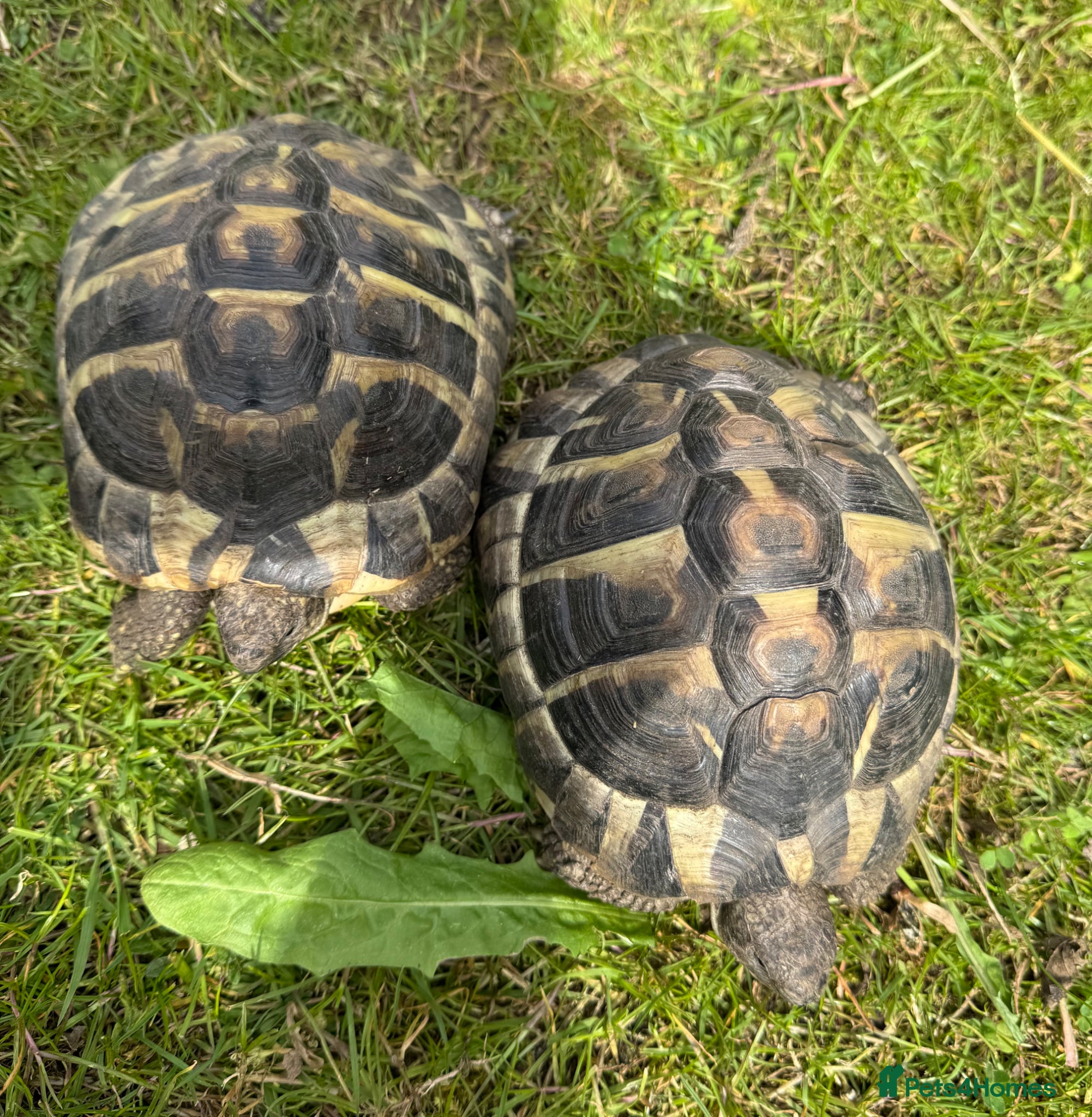 Tortoise reptiles Two hermans - Advert 1