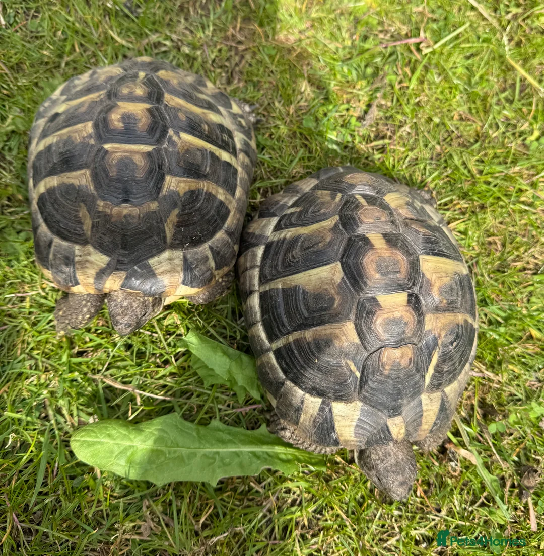 Tortoise reptiles for sale: Two hermans - Advert 1