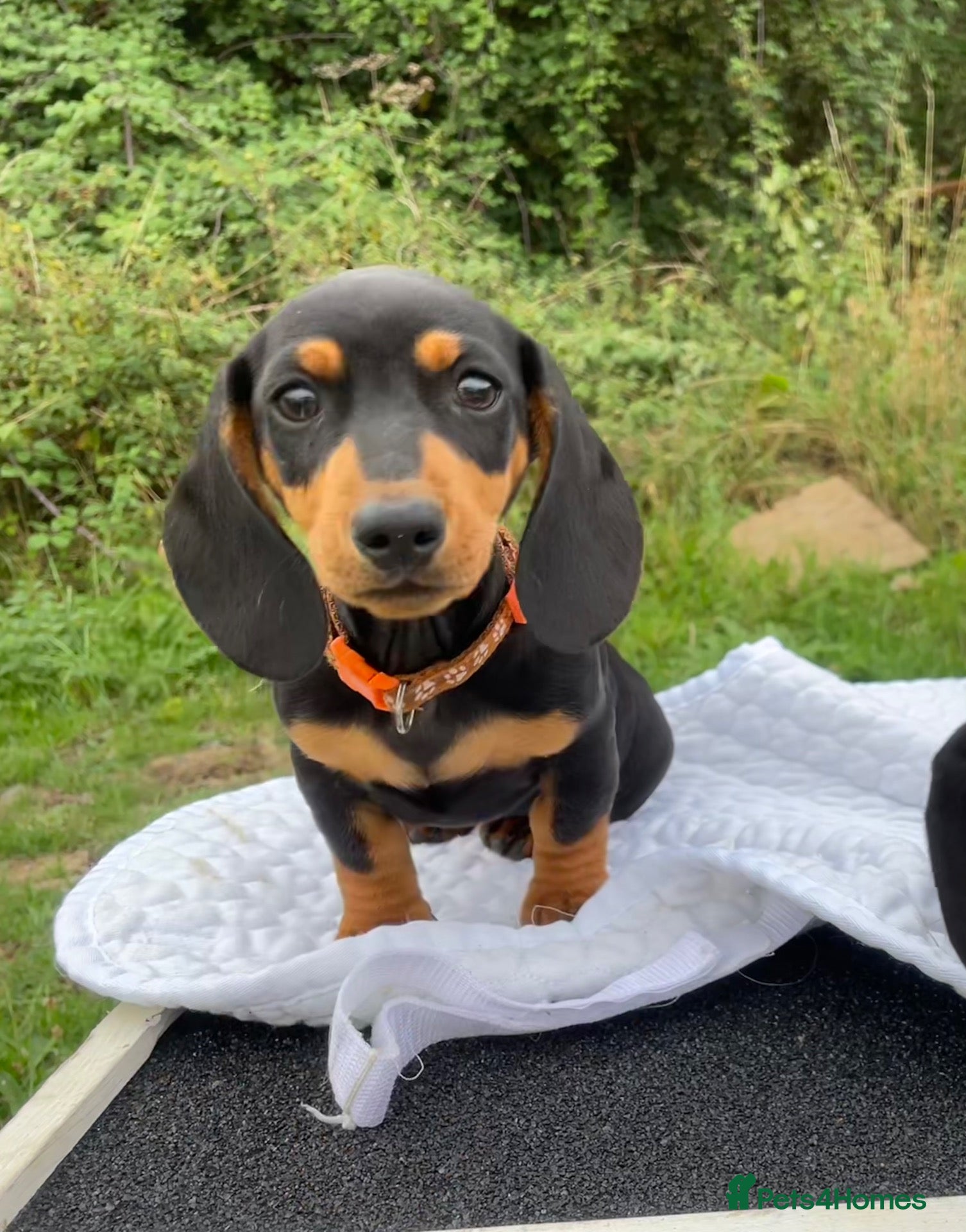 Miniature Dachshund dogs Miniature Dachshund Pups ready to leave 🐶  - Advert 6