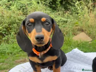 Miniature Dachshund dogs Miniature Dachshund Pups ready to leave 🐶 - Advert 6