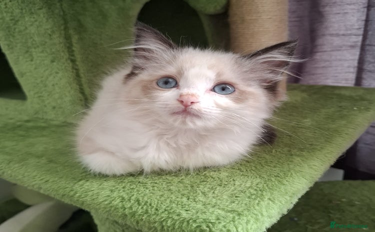 Ragdoll cats Beautiful female kitten of Ragdoll  - Advert 9