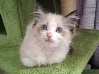 Ragdoll cats Beautiful female kitten of Ragdoll - Advert 10