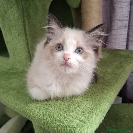Ragdoll cats Beautiful female kitten of Ragdoll - Advert 9
