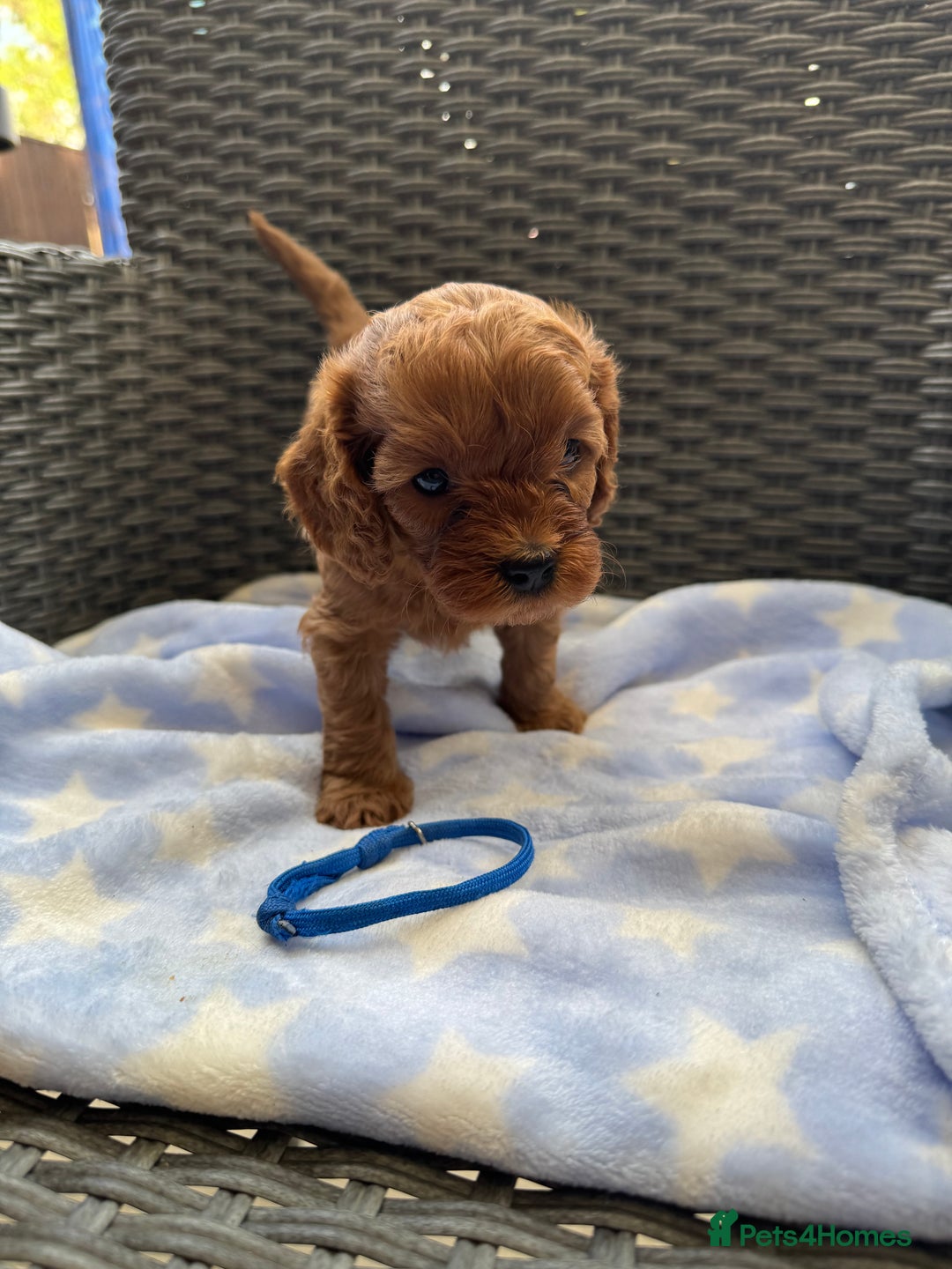 Cavapoo dogs for sale: Fluffy red Cavapoos  - Image 3