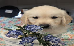 Golden Retriever dogs for sale:  KC Registered Golden Retriever Puppies.  - Image 17