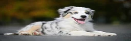 Miniature American Shepherd dogs for sale: Miniature American Shepherd puppies  in Northampton - Advert 3