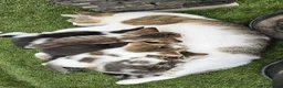 European cats for sale: 5 European Kittens  - Advert 12