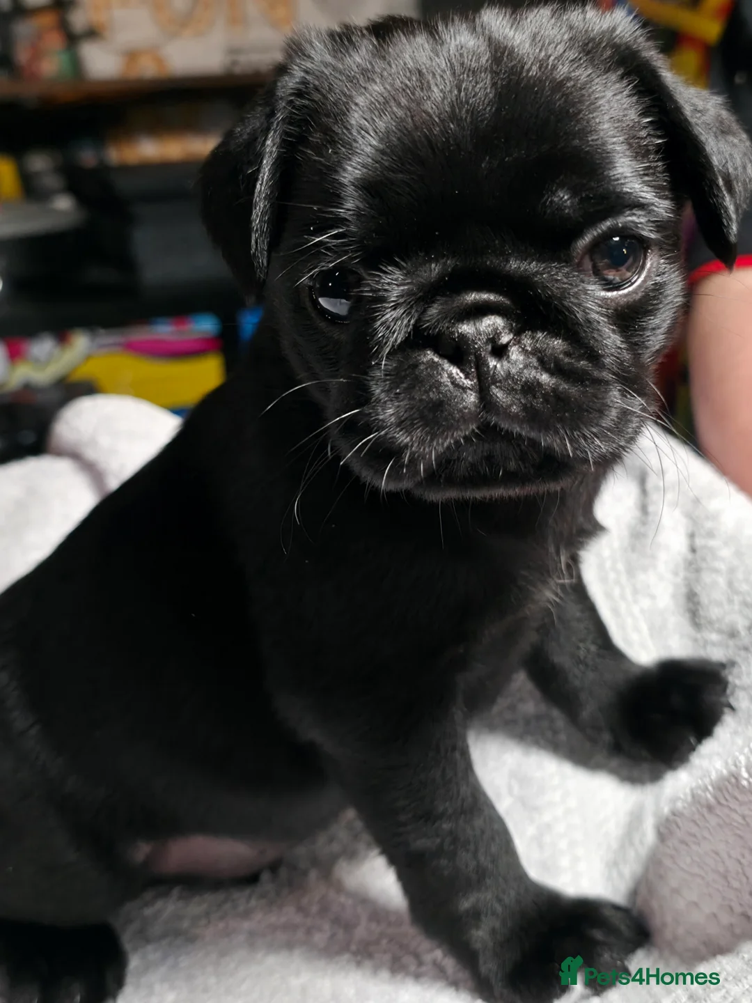 Pug dogs for sale: 5 Fluffy Panda/Black Pug Boys Await Loving Homes in Chester - Advert 2