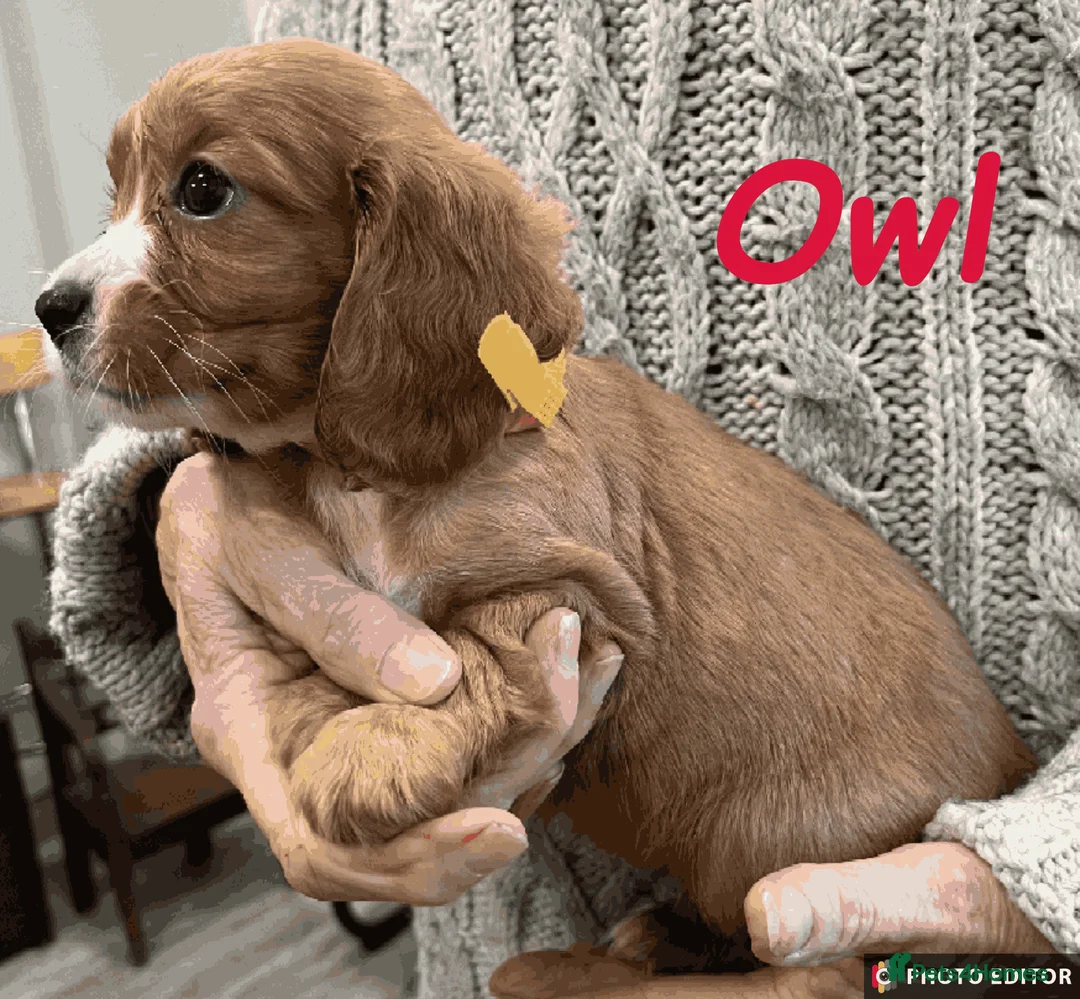 Cockalier dogs for sale: Adorable Cockalier Puppies - Advert 6