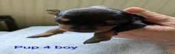 Miniature Pinscher dogs for sale: Miniature Pinscher Pups seen with mum & dad  in Market Drayton - Advert 26