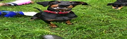 Dobermann dogs for sale: Loyal Doberman  in Preston - Advert 7