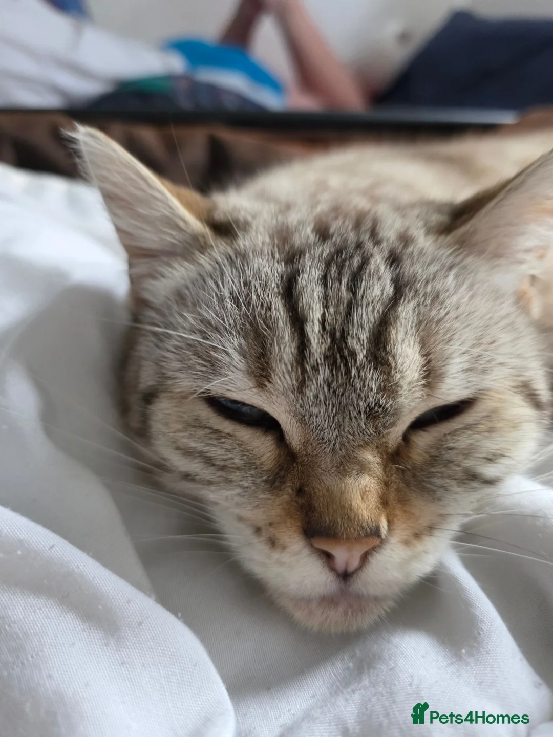 British Shorthair cats for sale: Gorgeous British shorthair cross bengle kittens  in Liverpool - Advert 1