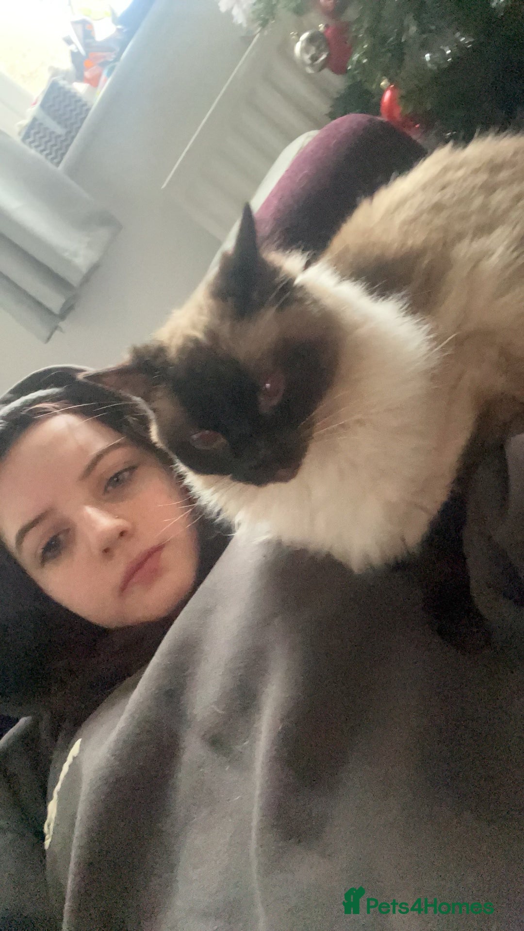 Ragdoll cats for sale: Ragdoll 3 years old Missy female  - Image 9