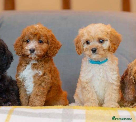 Cavapoo dogs - Advert 8