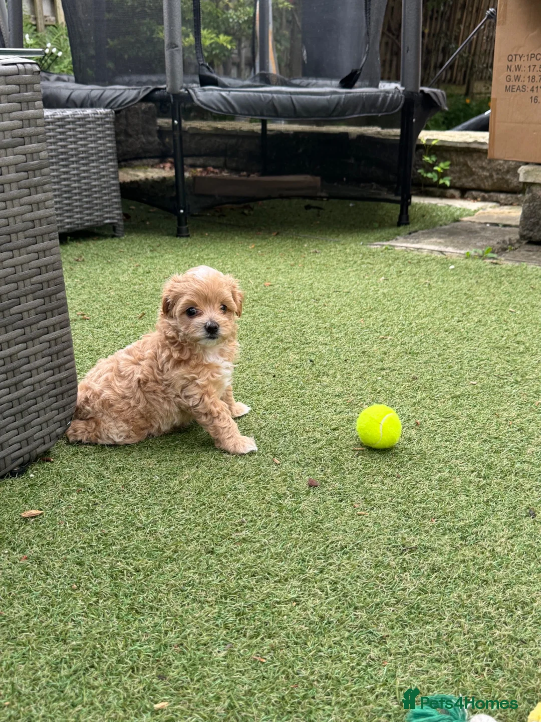 Maltipoo dogs for sale: Stunning F1 Maltipoo pups (newly advertised) - Advert 2