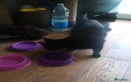 British Shorthair cats for sale: 2 cats seeking rehoming  - Image 2
