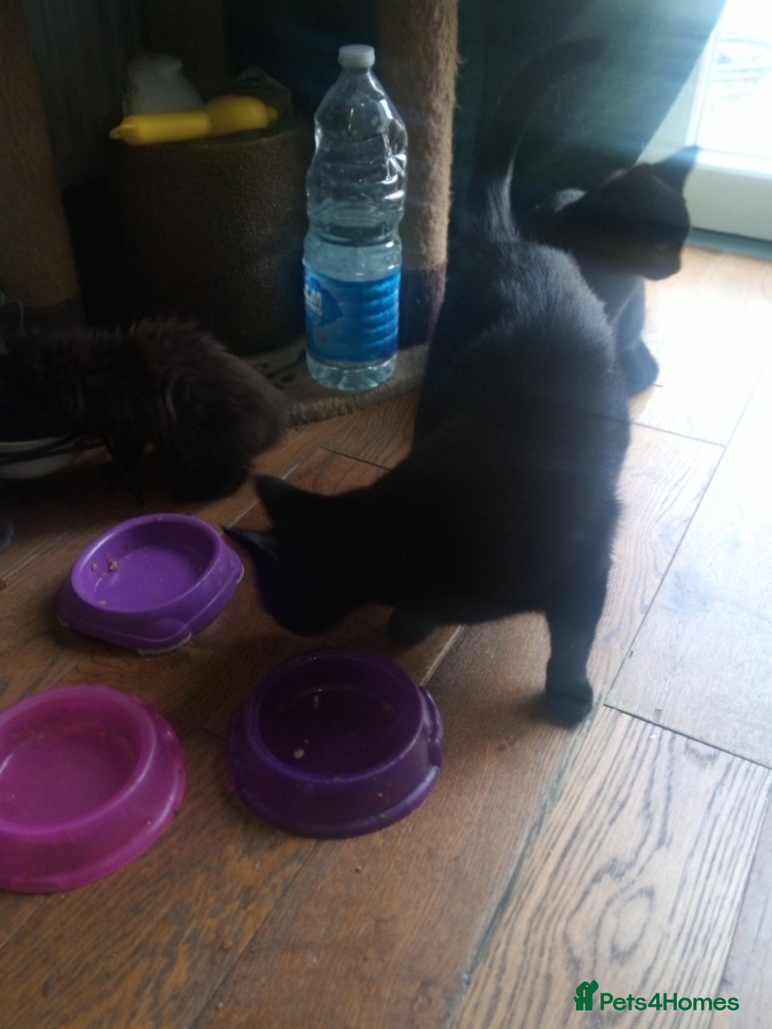 British Shorthair cats for sale: 2 cats seeking rehoming  - Image 2
