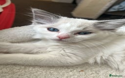 Ragdoll cats for sale: 3 beautiful GCCF Ragdoll Kittens  - Image 11