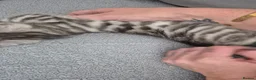 Mixed Breed cats for sale: Mixed bengal kittens - Advert 6