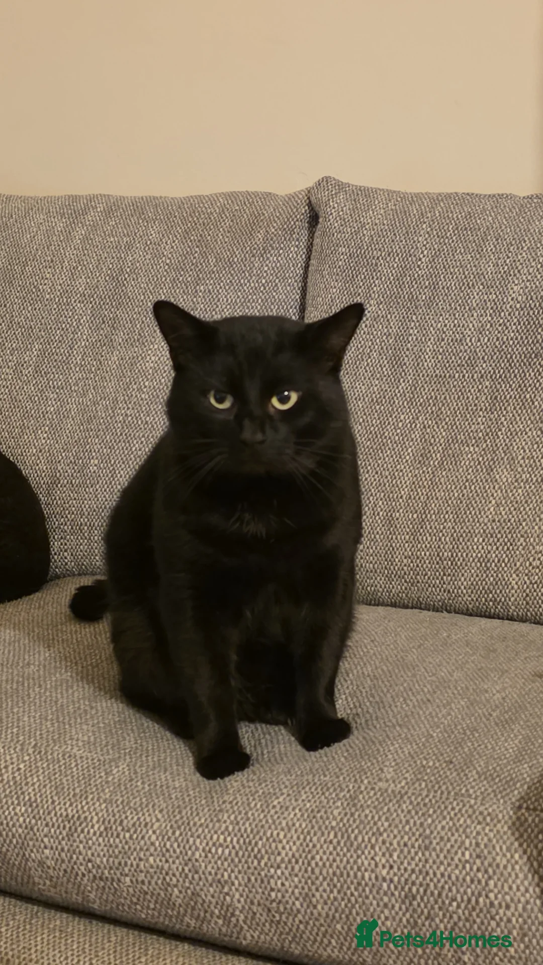 Domestic Shorthair cats for sale: 2 domestic shorthair cats, brothers, 3 years old - Advert 1