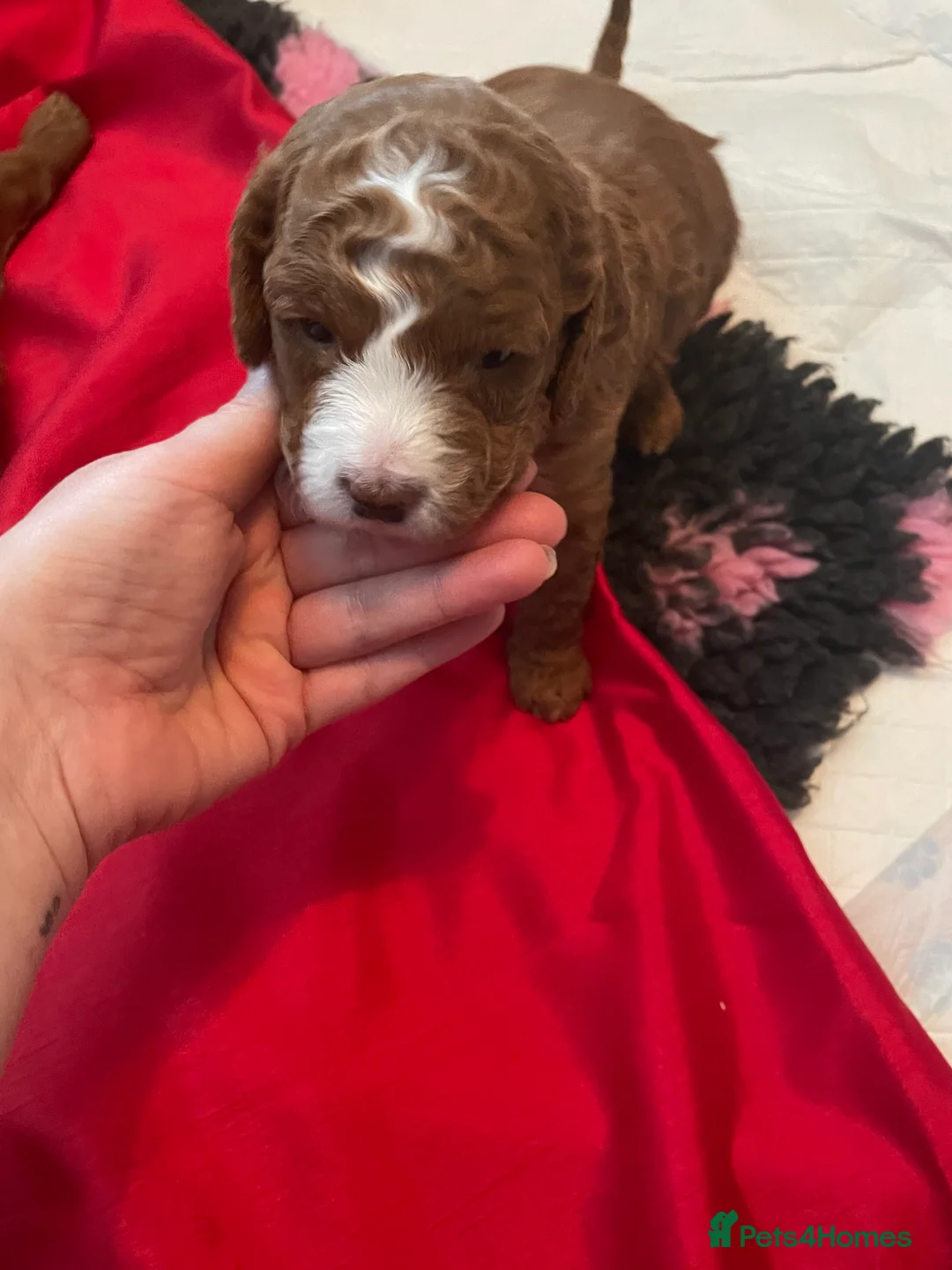 Cockapoo dogs for sale: X3 f1b cockapoo puppies  - Advert 28