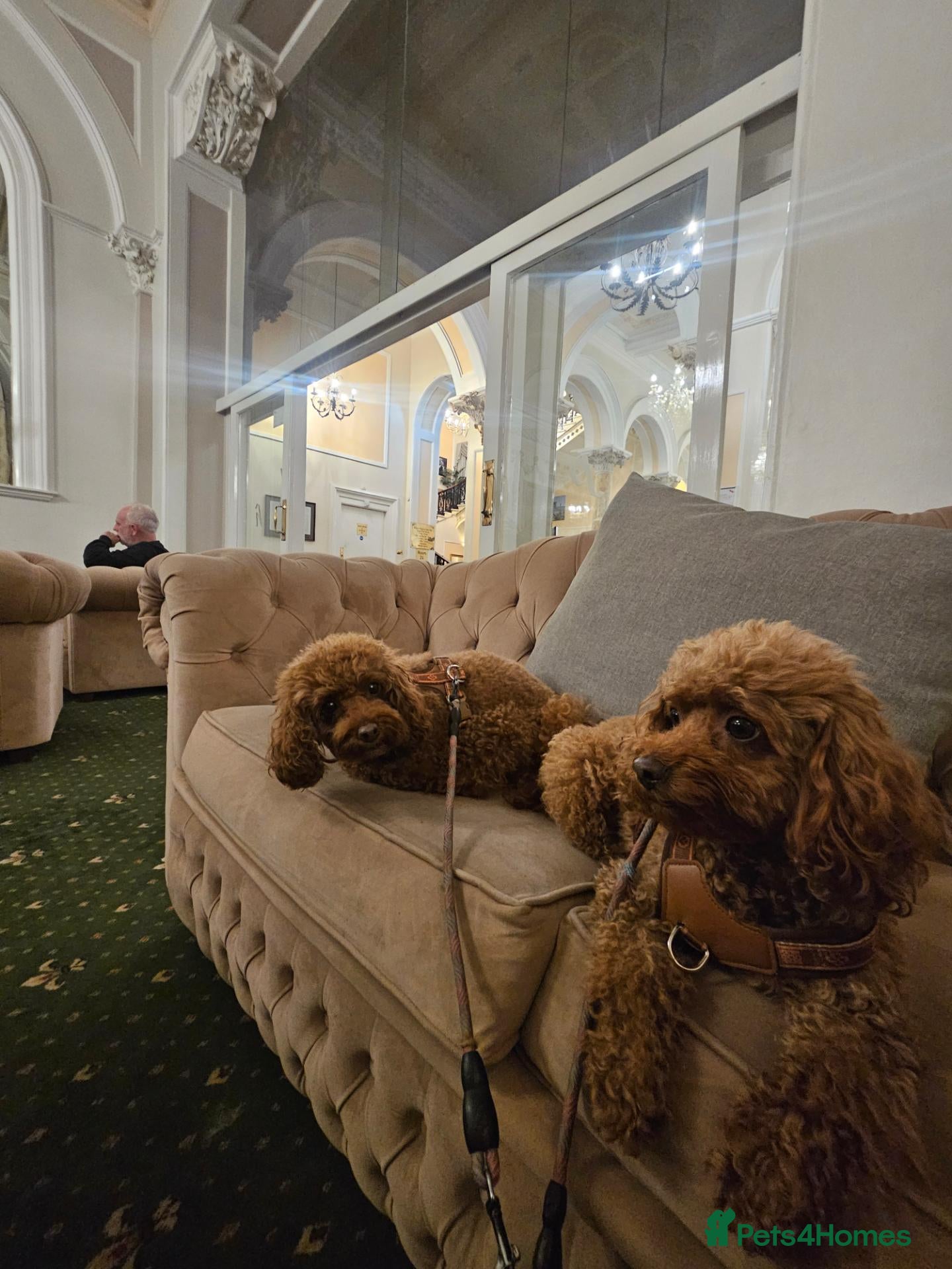 Cavapoo dogs Cavapoo DNA clear last boy left  - Advert 2