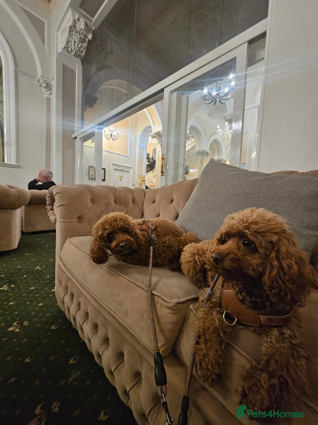 Cavapoo dogs for sale: Cavapoo DNA clear last boy left  - Advert 1