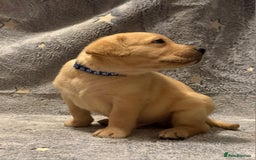 Labrador Retriever dogs for sale: Labrador retriever puppies  - Advert 22