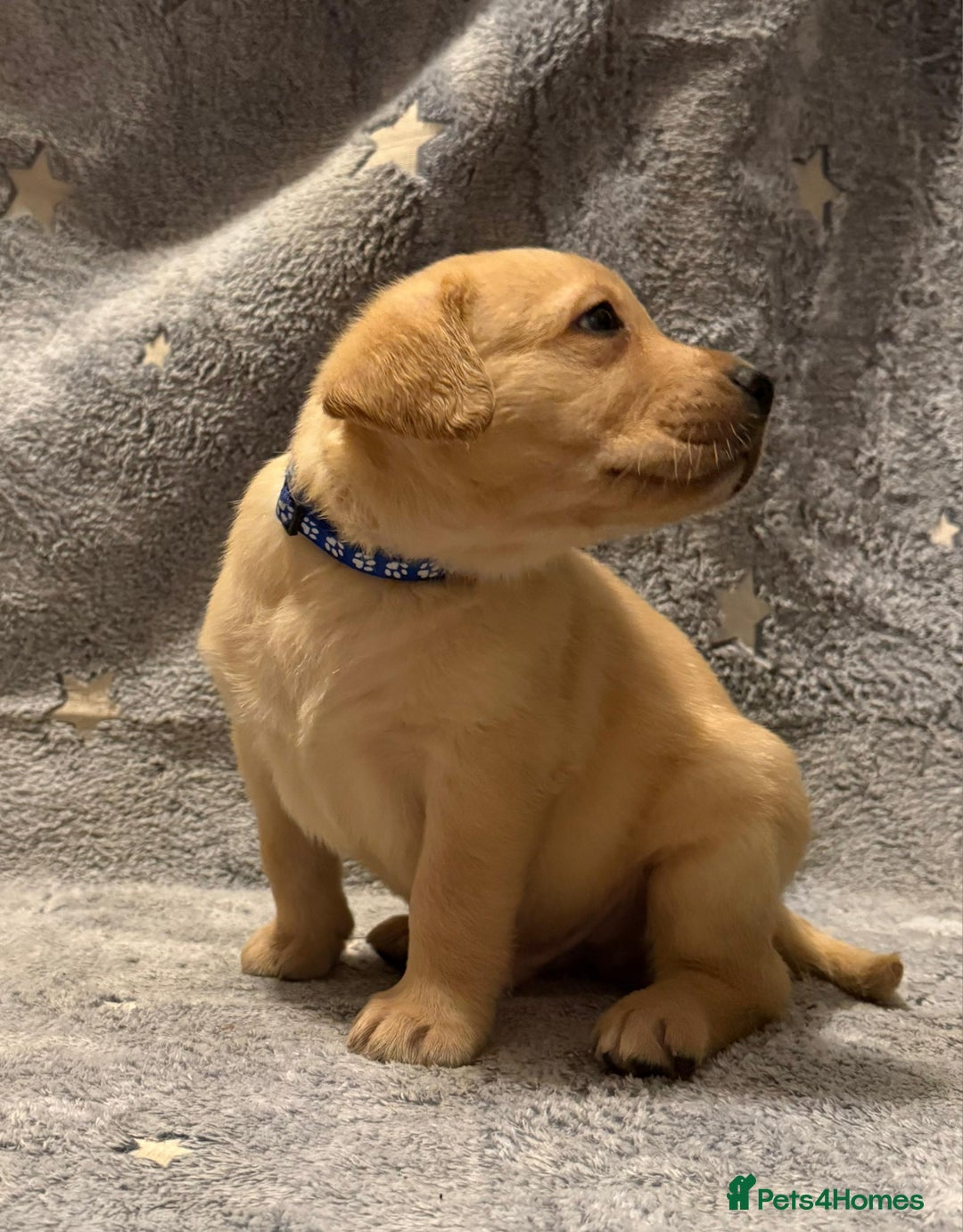Labrador Retriever dogs for sale: Labrador retriever puppies  - Advert 22