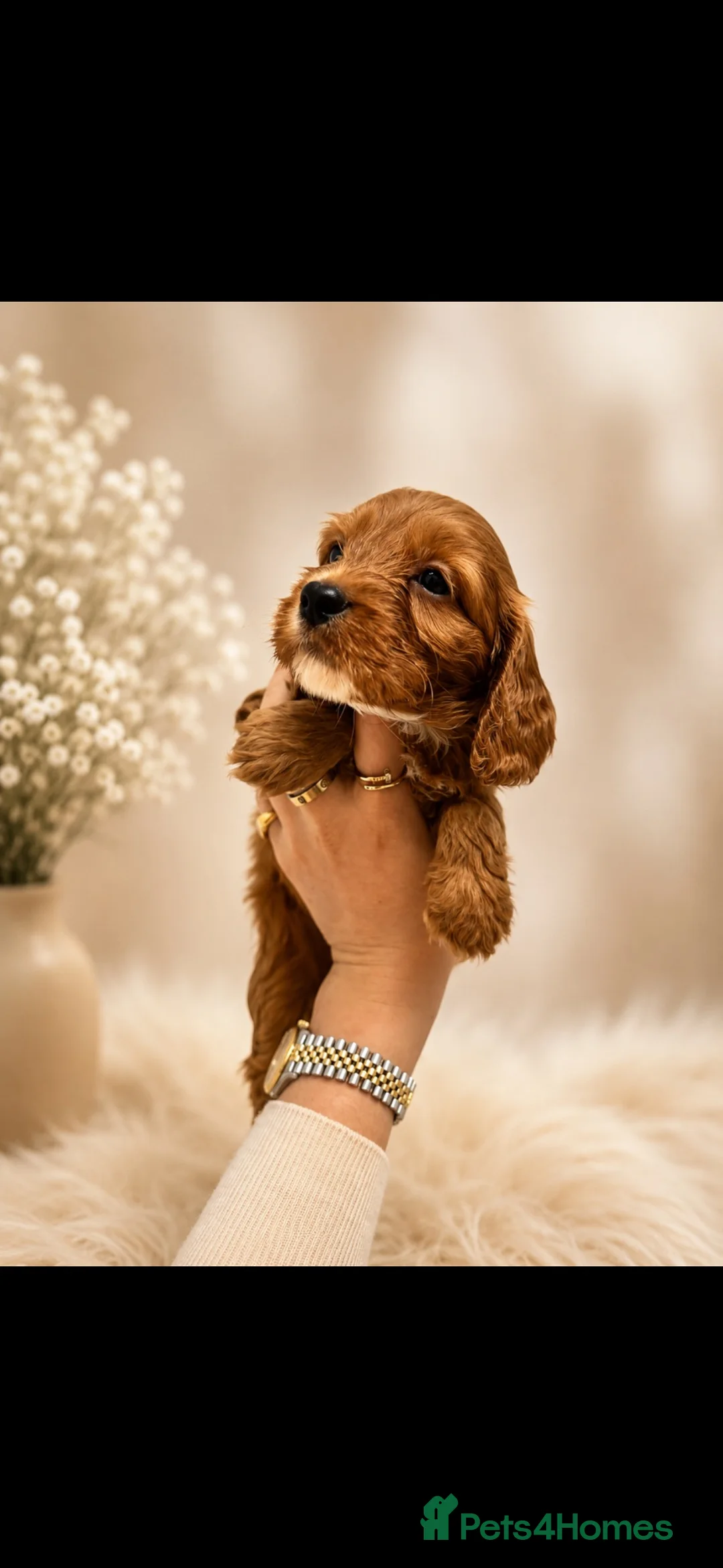 Cockapoo dogs for sale: Beautiful F1 cockapoo puppies  - Advert 19