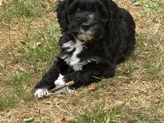 Cockapoo dogs 1 girl cockapoo left ready - Advert 17
