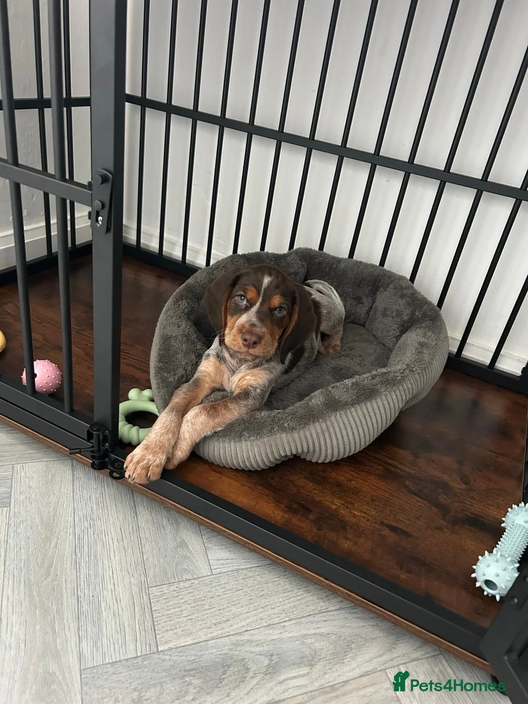 Cocker Spaniel dogs for sale: Working Cocker Spaniel 11 weeks old - Advert 2