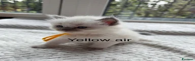 Ragdoll 3