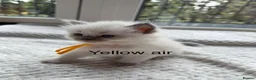 Ragdoll cats for sale: 4 ragdoll kittens  - Advert 4