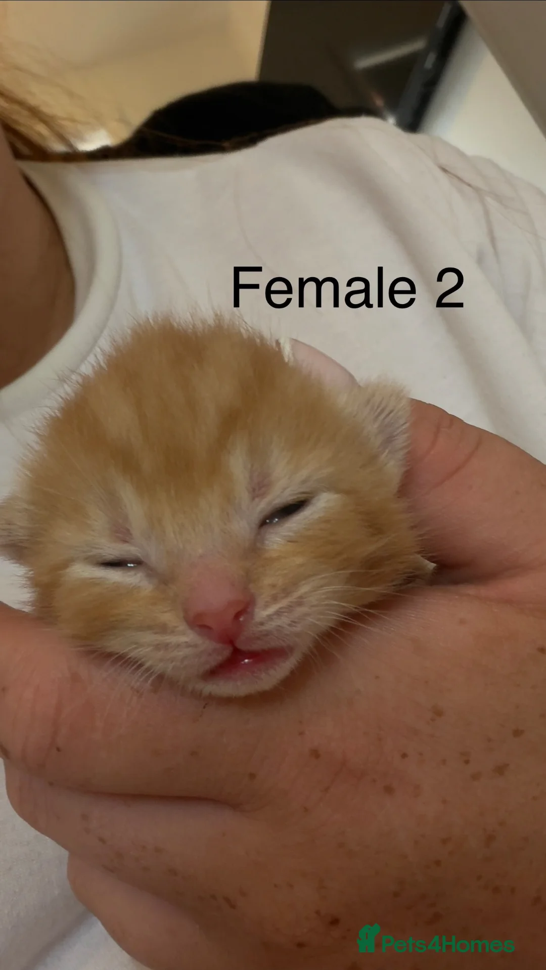 Mixed Breed cats for sale: 2 ginger female kittens - Advert 11