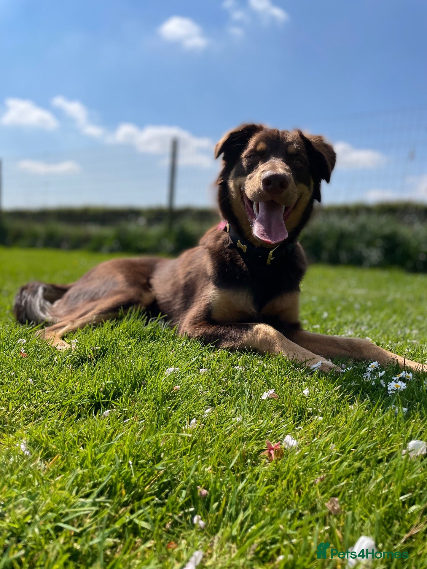Australian Kelpie dogs Up for stud!  - Advert 1