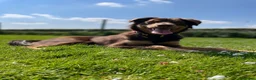 Australian Kelpie dogs for stud: Up for stud!  in Southport - Advert 1