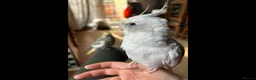 Cockatiels birds for sale: Two Loving Female Cockatiels for Rehoming - Advert 3