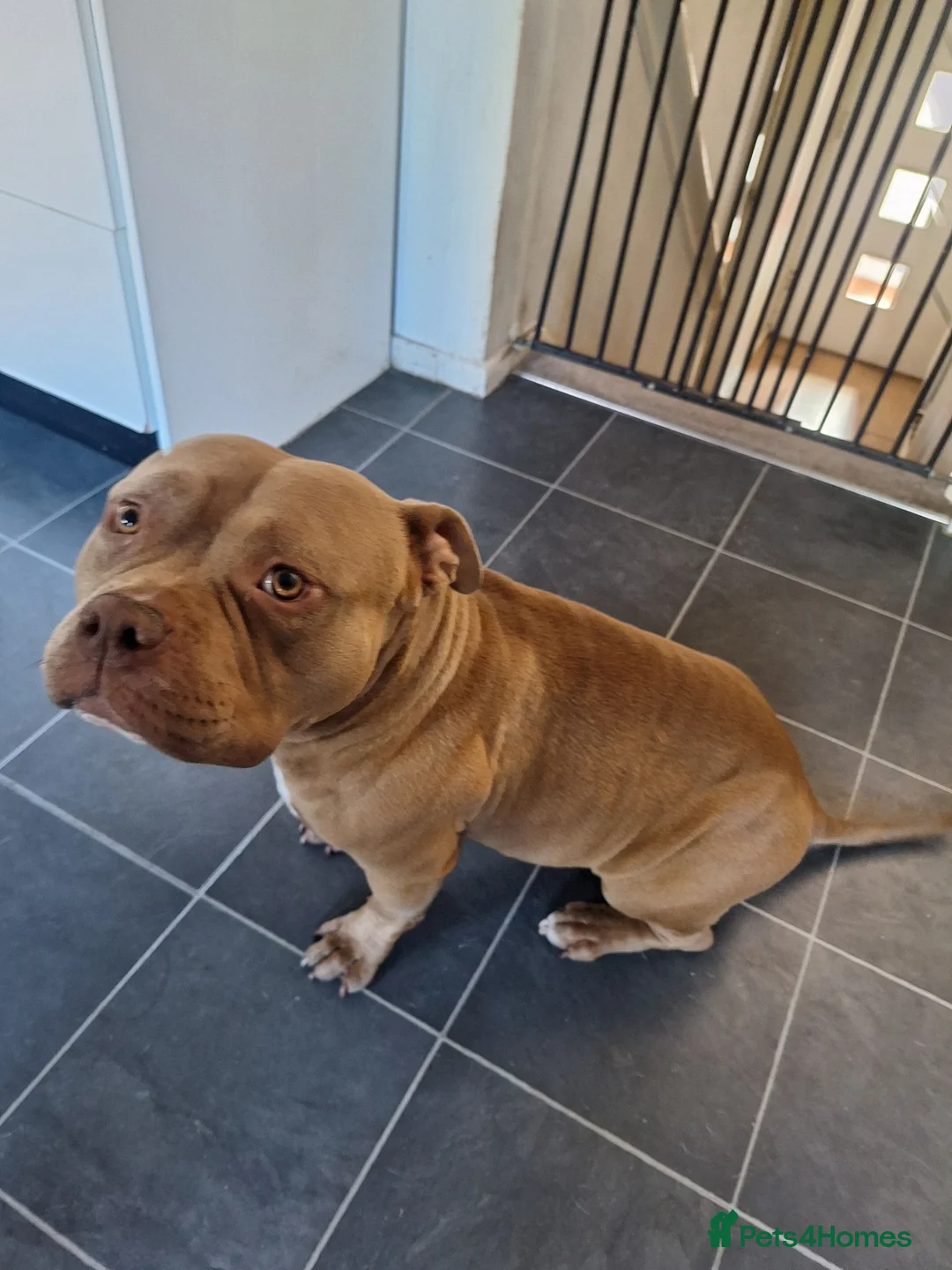 American Bully dogs for sale: Gentle Pocket Bully in Stockport - Advert 3
