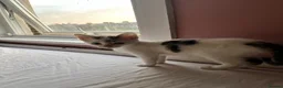 Mixed Breed cats for sale: One female ready for her new home  - Advert 4