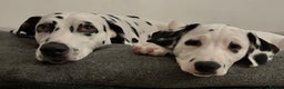 Dalmatian dogs for sale: Stunning mixed litter of Dalmatians  - Advert 37