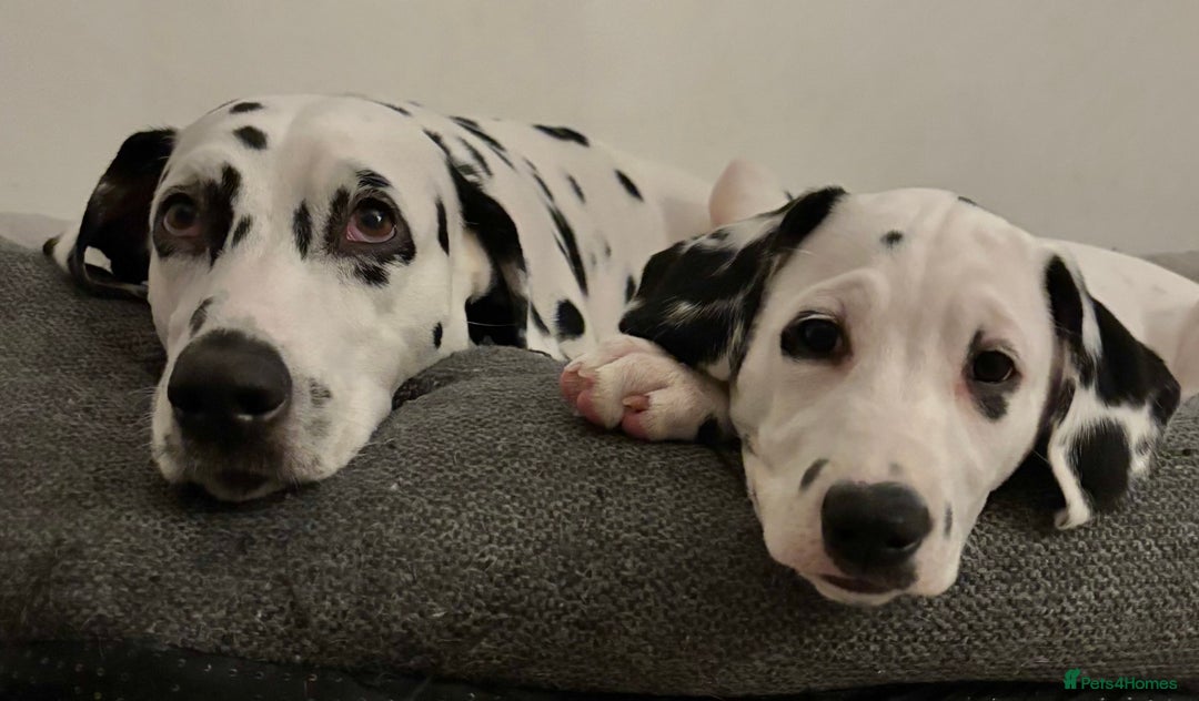 Dalmatian dogs for sale: Stunning mixed litter of Dalmatians  - Advert 37