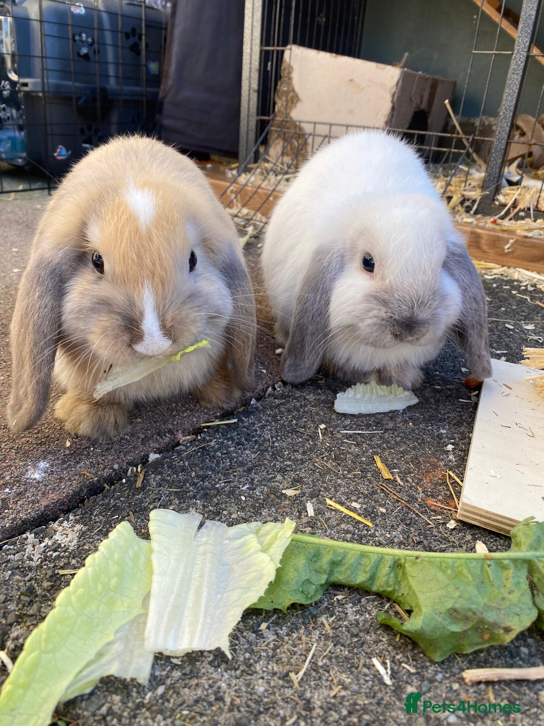 Mini Lop rabbits for sale: Female mini lops for sale  - Advert 1