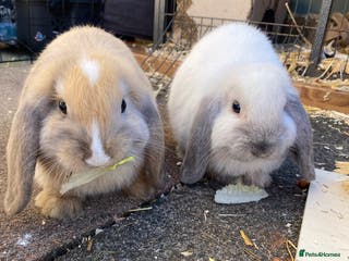 Mini Lop rabbits Female mini lops for sale - Advert 2