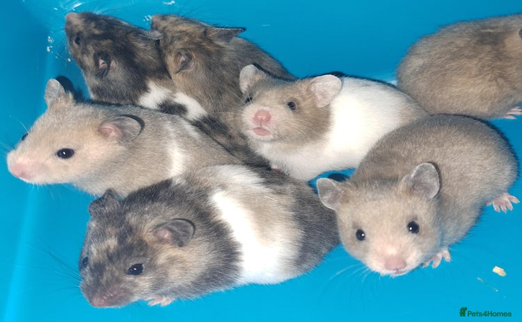 Hamster rodents - Advert 1
