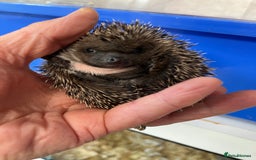 Pygmy Hedgehog rodents for sale: 8 week old baby hoglets ready now- super friendly  - Image 8